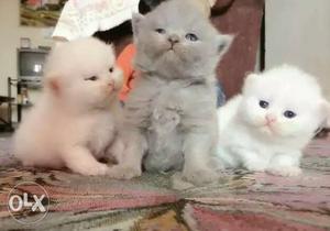 Real persian Kittens