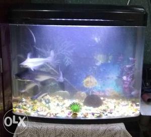 Rectangular Fish Tank 75 liter With Black Frame & new