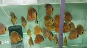 Red Cover Discus Fish For Sell