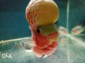 Red Flowerhorn Cichilid