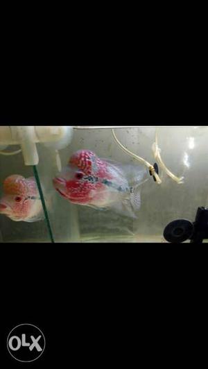 Red Flowerhorn for Sale