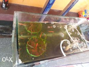 Red Guppy For Sale