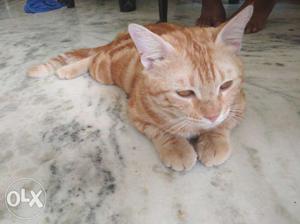 Red Tabby Cat male