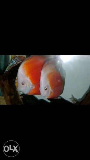 Red Valentine discus proven pair for sale