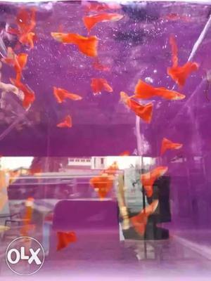 Red albino fish for sale