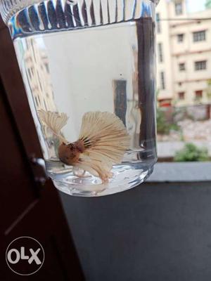 Rose tail beta fish