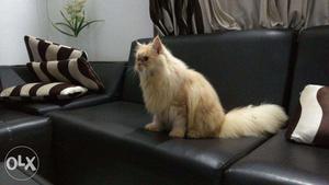 Semi Punch Persian Kittens for Sale
