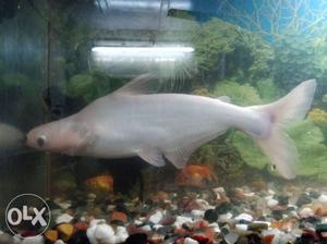 Shark fish (1foot) I'm mumbai