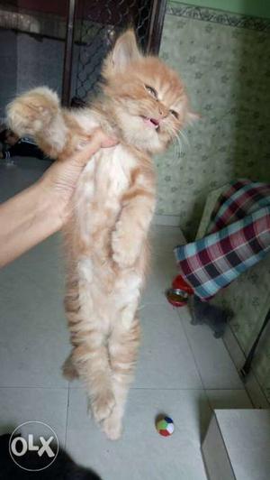 Short-coated Golden Tabby Kitten
