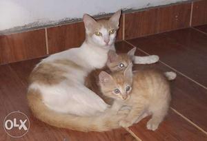 Short-fur White And Orange Cat With Kittens