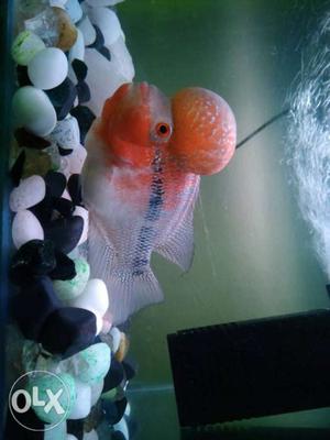 Show quality flowehorn fish with 2 feet aquarium