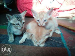 Silver And Orange Tabby Kittens