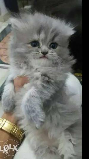 Silver And White Kitten