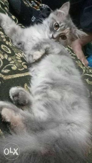 Silver semi Persian 3 months old female active