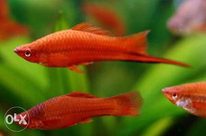 Sword tail pair fish for Sale at Kothamangalam