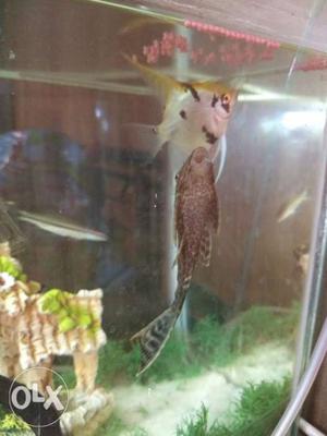 Tank Cleaner (Pleco) - 6 inches