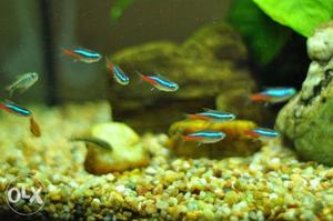 Tetra fish for sale