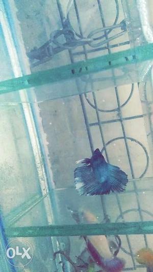 Two Betta fish very active and healthy near jj