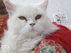 Two Full White Persian Cat Male Female. Female is