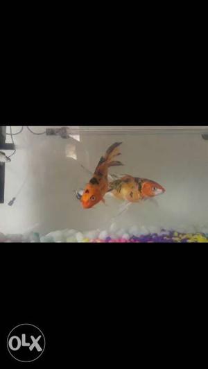 Two Orange And Black koi fish