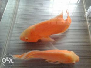 Two Orange oscar fishes,8 inches size.