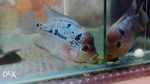 Two Red-and-gray Flowerhorn Cichlids