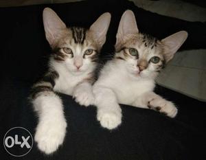 Two Silver Tabby Kittnes