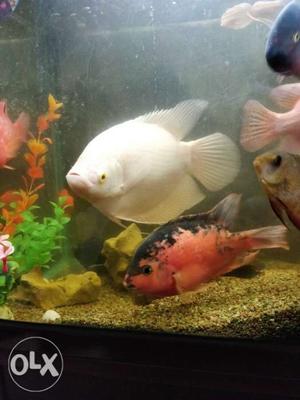 Two White And Red Aquarium Fishes