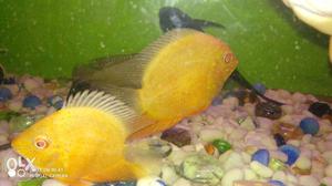Two Yellow Discus Fishes