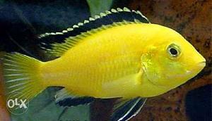 Very cheap price::electric yellow cichlid size 5-6"