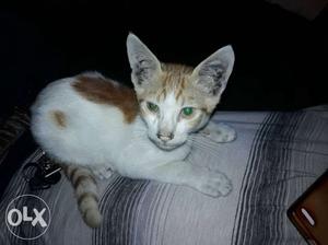 Very cute kiten 2 month old white and onrage