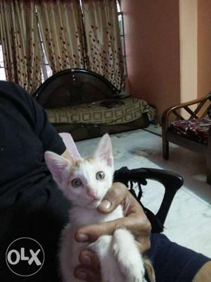 Very honist pure white smart cat 02 month 6 days
