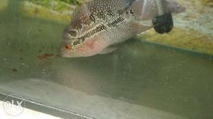 Very low and fixed price flowerhorn 9 cm