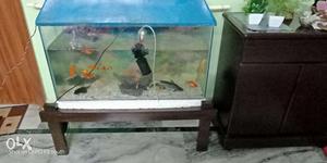 Wanted to sell my Fish and two Aquarium.One is 3
