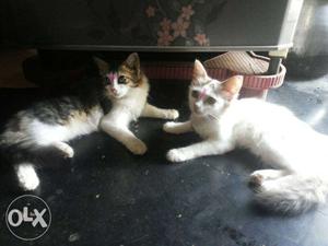 White And Black Calico Cat And White Cat
