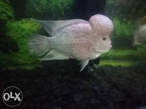 White And Gray Flowerhorn Chiclid
