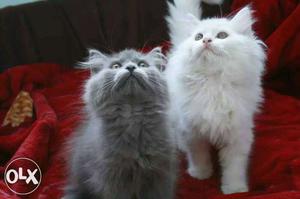 White And Gray Persian Cats