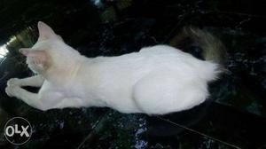 White Cat In Panaji