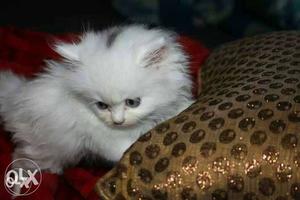 White Persian Kittens available