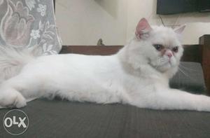 White Persian male Cat for mating only not for sale
