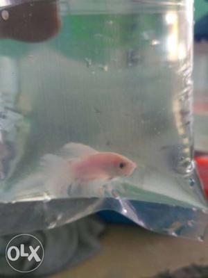 White colour imported fighterfish at just 99 only