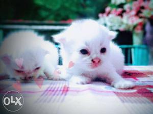 White persian cat bone 1mnt baby