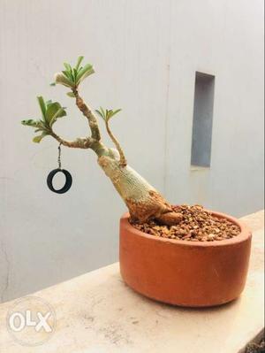 Wonderful bonsai tree 3years old