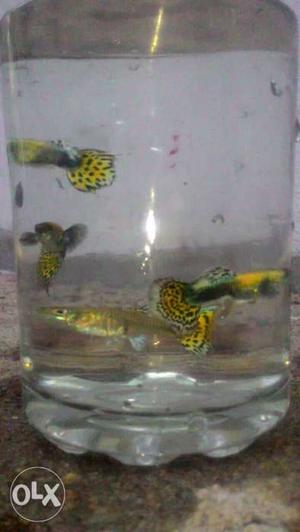 Yellow green guppy one fifty per pair. guppy high