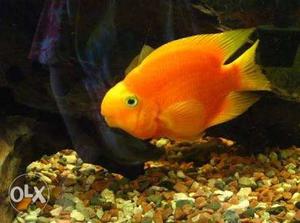 Yellow kong fish 6 inch size sell