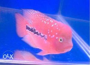  all types flower horn fish available