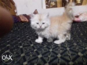 1 and half month female kitten for sale