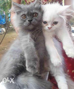 2 Persian (M&F) cats with Cage for sale