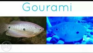 2 gourami fish 3/4".