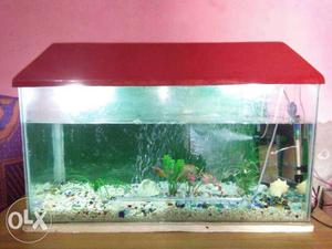 3 feet aquarium with food and filter plants and